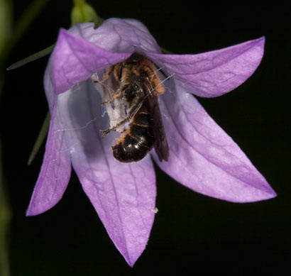 Osmia rapunculi schlafend