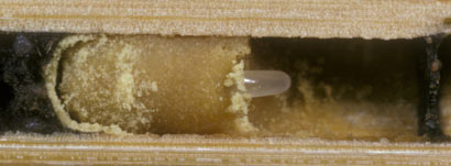 Osmia rapunculi Zelle