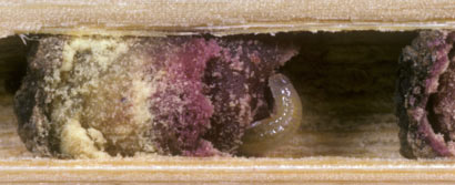 Osmia rapunculi Larve