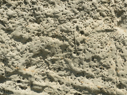 Colletes daviesanus