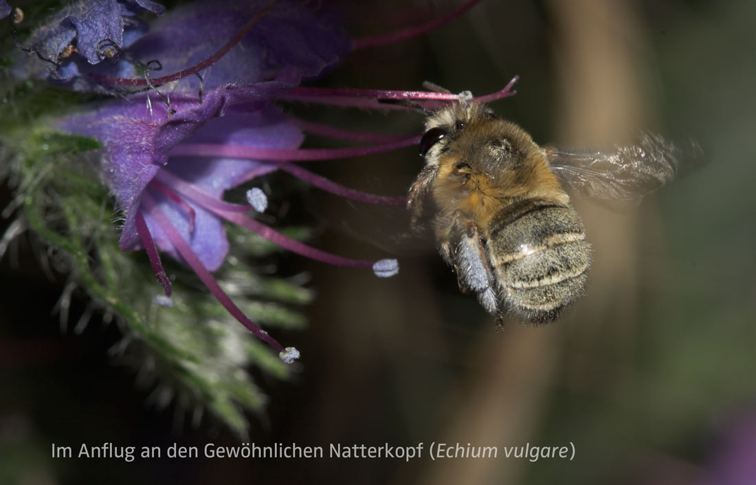 Anthophora pubescens