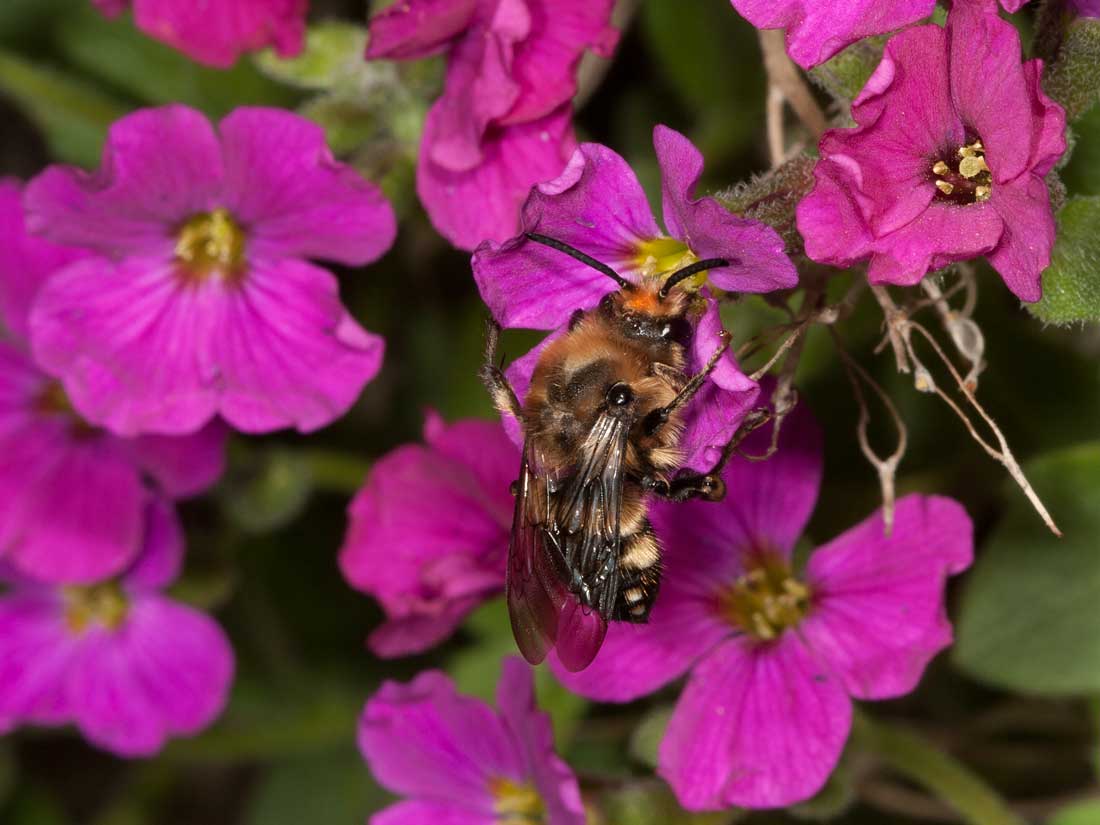 Melecta albifrons