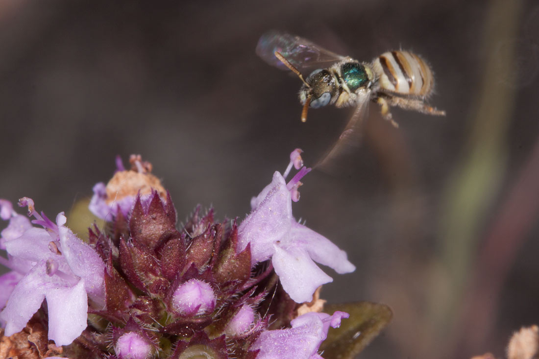 Nomioides minutissimus