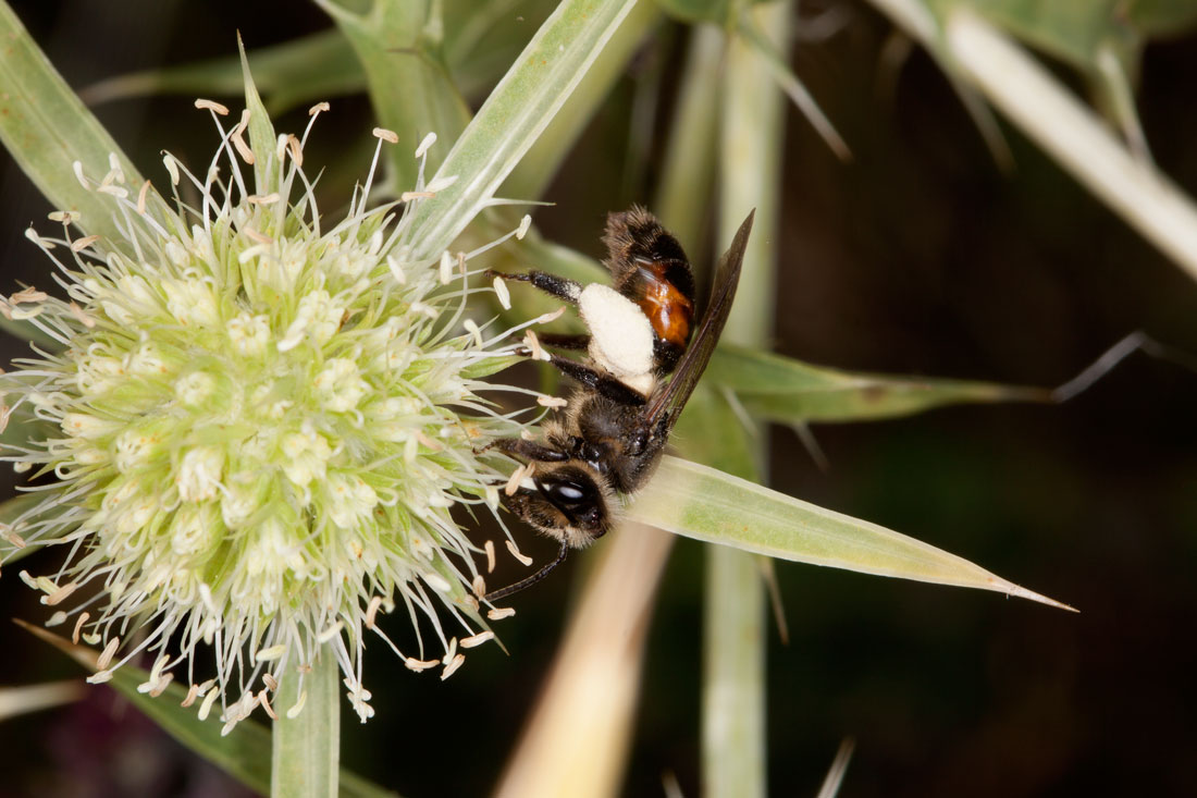 Andrena rosae