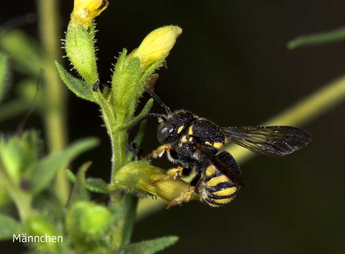 Anthidium strigatum