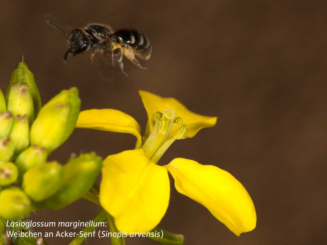 Lasioglossum marginellum