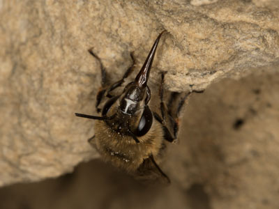 Anthophora pubescens