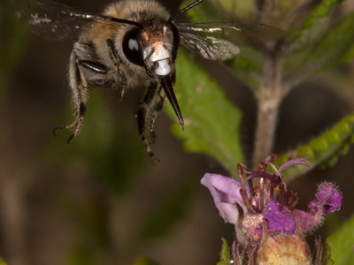 Anthophora pubescens