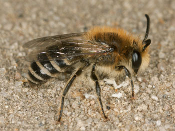 Colletes daviesanus