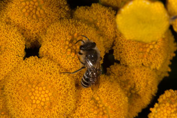 Colletes daviesanus