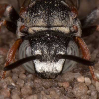 Epeolus variegatus