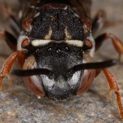 Epeolus variegatus