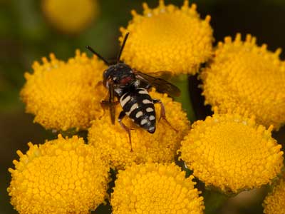 Epeolus variegatus