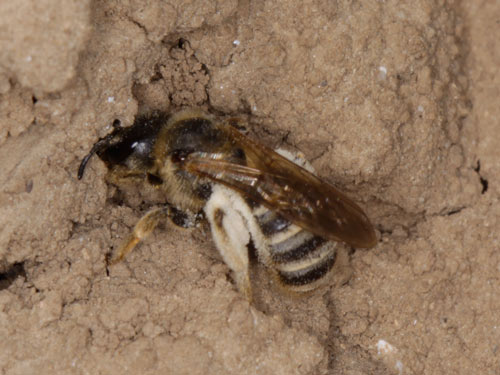 Halictus scabiosae
