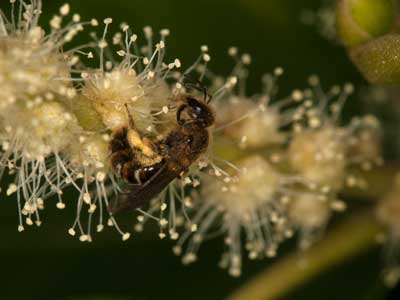 Lasioglossum calceatum