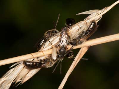 Lasioglossum calceatum