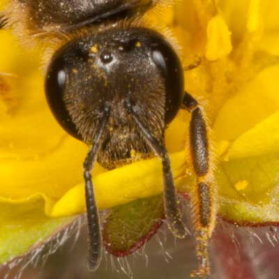 LAsioglossum calceatum