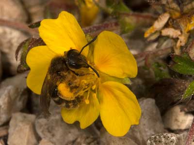 Lasioglossum calceatum