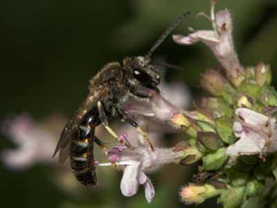 Lasioglossum calceatum
