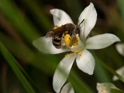 Lasioglossum calceatum