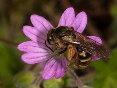 Lasioglossum calceatum