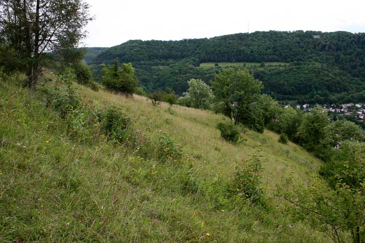 Magerrasen