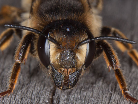 Megachile ericetorum
