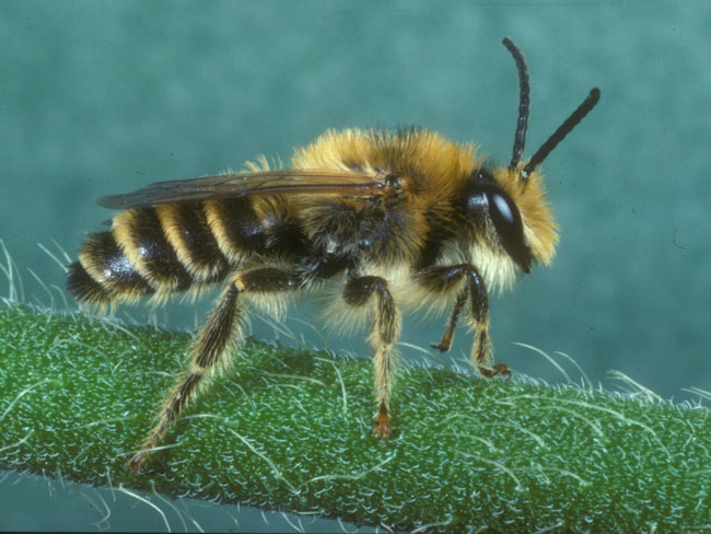 Melitta leporina