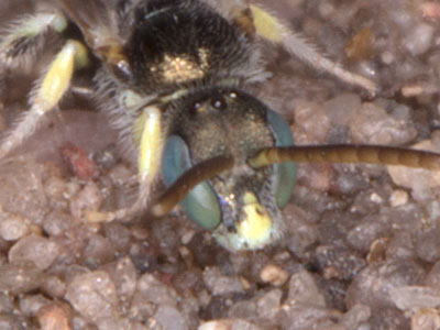 Nomioides minutissimus