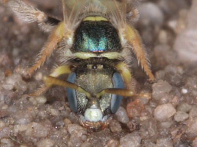Nomioides minutissimus