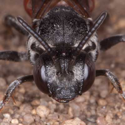 Ammobates punctatus