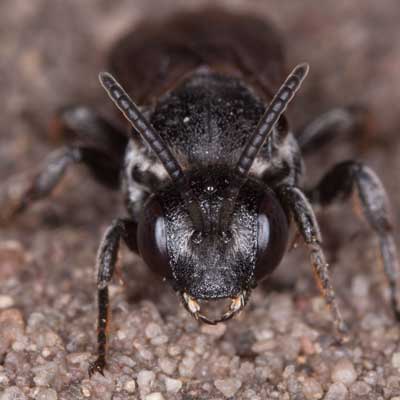 Ammobates punctatus