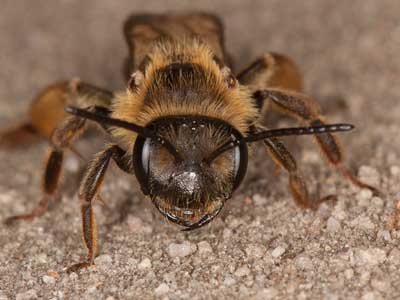 Andrena bucephala