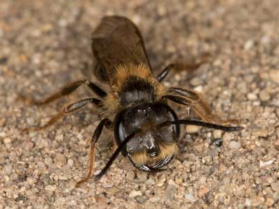 Andrena bucephala
