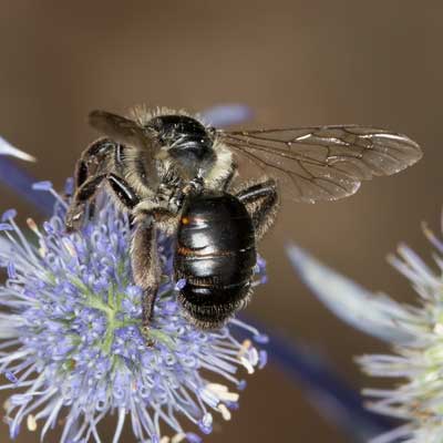 Andrena rosae