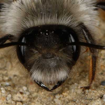 Andrena vaga