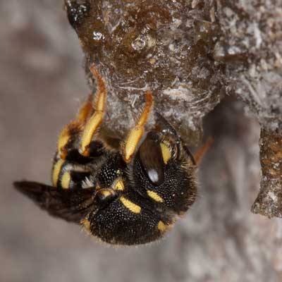 Anthidium strigatum