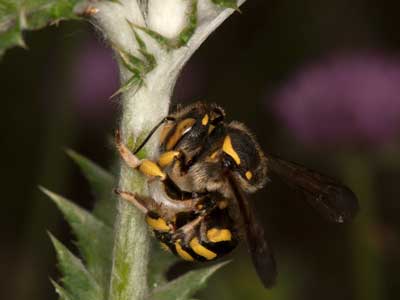 Anthidium florentinum