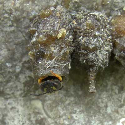 Anthidium strigatum