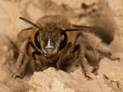 Anthophora pubescens