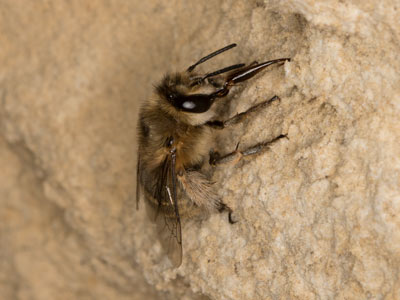 Anthophora pubescens