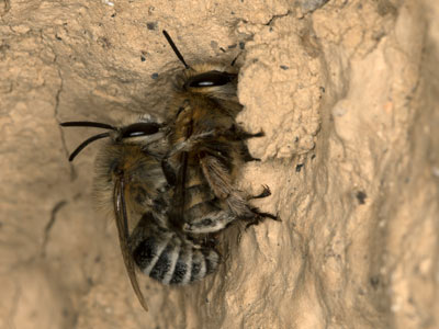 Anthophora pubescens Nest