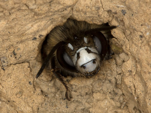 Anthophora pubescens