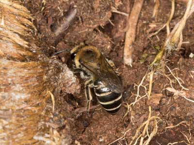 Asparagus officinalis