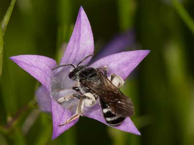 Lasioglossum costulatum
