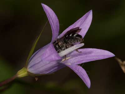 Lasioglossum costulatum