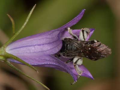 Lasioglossum costulatum