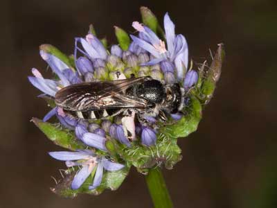 Jasione montana