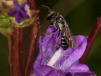 Lasioglossum costulatum
