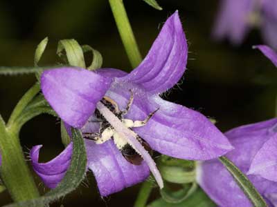 Lasioglossum costulatum